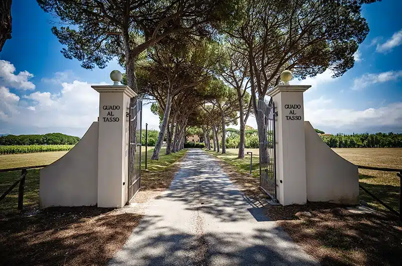 Tenuta Guado al Tasso Cont'Ugo, Merlot  2022 – Bild 3