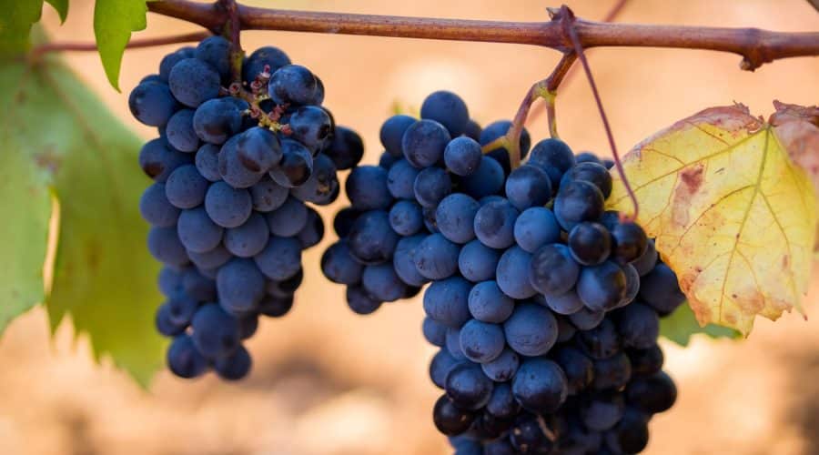 Menzatia Primitivo & Negroamaro 2024, 99 Punkte Luca Maroni 2024/2025 Neuer Jahrgang rollt! – Bild 2